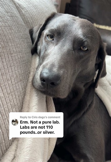 Finn Discovers He's Not a Pure Lab Dog