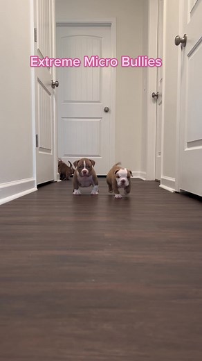 Extreme Micro Bully Puppies at 6 Weeks