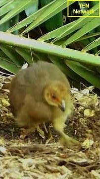 “Australian Brush Turkey: Nature’s Feathered Engineer | Wildlife Short – The Earth Network”