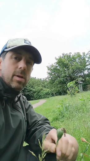 Have you ever seen daffodil seeds? | Get Wild