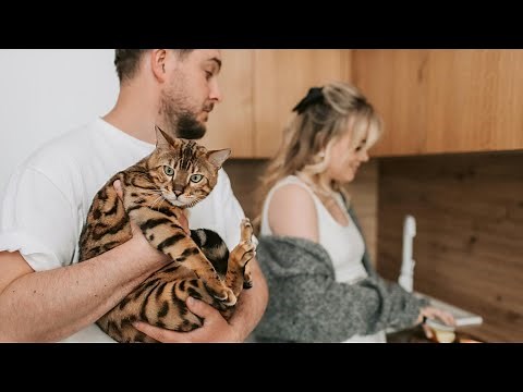 Why Bengal Cats Are So Special?