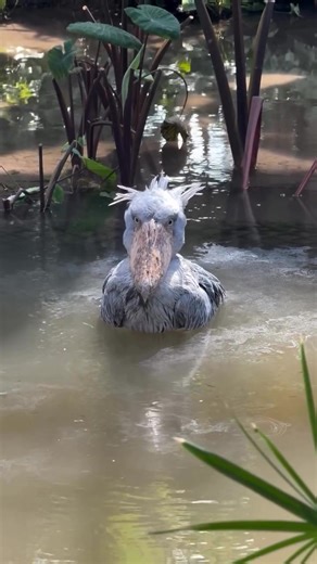 11K views · 227 reactions | The shoebill stork is one of Africa’s...