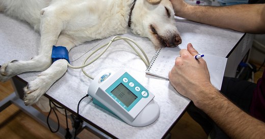 Capnography in Veterinary Anesthesia