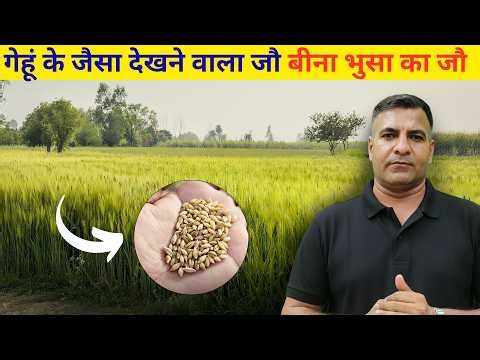 1641-Kisan karyashala: गेहूं के जैसा देखने वाला जौ बीना भुसा का जौ Rahul Jawan के साथ ।#oragnic