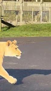 🎃 Happy Halloween from all of us at Blair Drummond Safari Park! 🎃 Our lions had an unexpected visitor this morning - a creepy, cloaked figure straight out of a Halloween nightmare! But don’t worry, he came bearing tasty treats, and our lions were thrilled to tear into the eerie surprise. 🦁🍖 Stay spooky, everyone! 👻 . . . 📷 Lions Keeper Lisa | Blair Drummond Safari Park