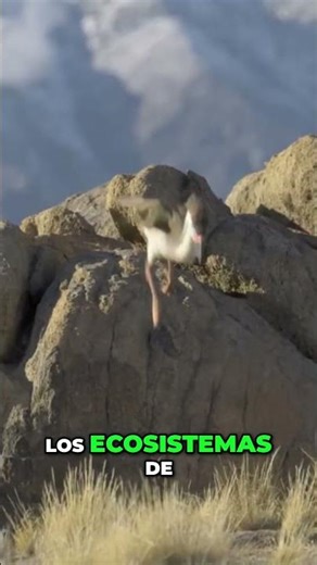The Isthmus of Panama DESTROYED the Terror Birds! #shorts