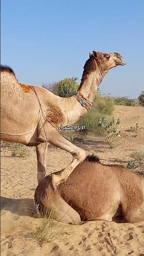 Camel 🐫🐫