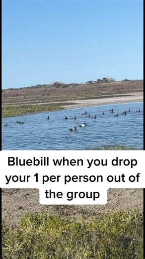 The Dumbest Ducks That Always Come Back | Funny Duck Compilation