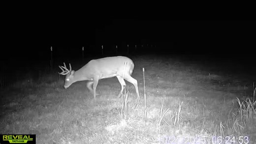 I feel confident to say, pre rut has finally started! As of this last week and through this weekend, weve seen a big change in activity and behavior in our deer. Its taken a little bit this year compared to last year. Last year we were seeing scrapes, rubs, slight activity change by the end of September! Which is pretty early, but it makes this year feel like they're starting late! 🤣 last year we were getting response to grunts, rattles, and bleats first few days into October! This year they co