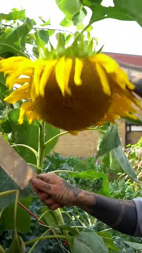 34K views · 1.4K reactions | zero waste sunflower! #shorts #plantas #plantbased #shorts #green #garden #gardenlife #organic #plant #naturephotography #flowers #gardening #plants #nature #gardendesign #growyourownfood #flower #plantsofinstagram #gardens #growyourown #plant #plants #plantas #farmlife #farming #farmhouse | Garden Dude | Facebook