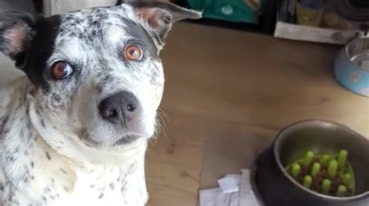 Dog Sitter Tries to Guess the Release Word That Lets the Dog Know He's Allowed to Eat