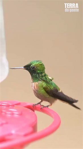 Terra da Gente | COLIBRIS 💚❤️ Um flagrante raro chamou a atenção no Parque Estadual Turístico do Alto Ribeira (Petar), no sul de São Paulo. Em setembro, um... | Instagram