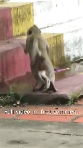 1.7K views · 12 reactions | Poor baby monkey being abused by bad monkey, can_t stand it anymore - Little Monkey Life28 Full video in first Comment ! | Monkey BC | Facebook