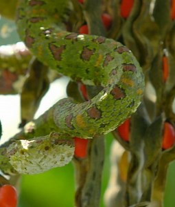 Com uma paisagem colorida, a Costa Rica também apresenta presenças únicas dos Crótalos, uma espécie de cobra diferente e muito venenosa. | Animal Planet Brasil