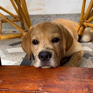 529K views · 9.7K reactions | Like Zoinks! These pals are really gonna need a Scooby Snack...or twelve!  | The Pet Collective | Facebook