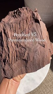Your sleepless nights are over! The eternal question of the difference between permineralized and petrified wood has been answered. To go full mineral nerd, read on! Permineralization: mineral-rich groundwater infiltrates the cavities of buried wood. When the water evaporates, the minerals are left behind, forming crystals within the structure. Petrification: takes place when the original wood is replaced entirely by minerals, resulting in the fossil turning to stone. It retains the original sha