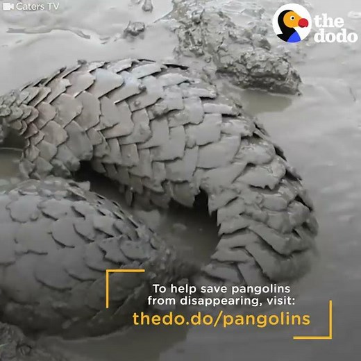 Pangolins Are Weirdly Amazing | The Dodo