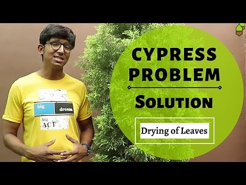 Cypress Problem Solved || Drying/Shedding of Leaves || Save Plant from dying