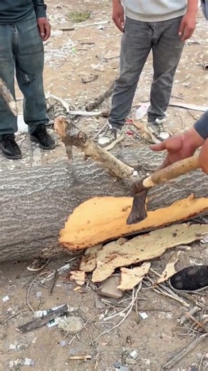 Professional Tree Cutting and Logging