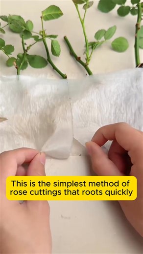 2K views · 16 reactions | The easiest way to root #gardeningistherapy #gardeninggoals #homegardening #gardeninspiration #lovegardening | Garden Tips | Facebook