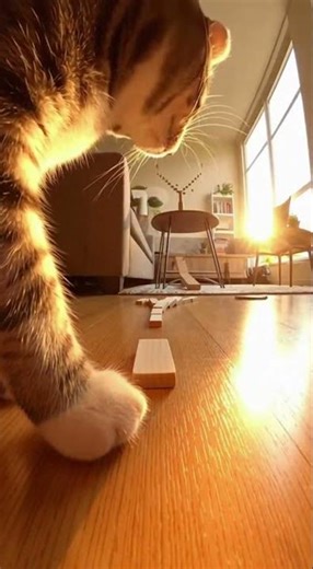 Cat vs. Infinite Falling Dominoes!