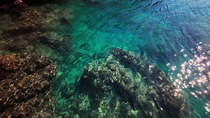 Oceano Coral Mar - Free video on Pixabay