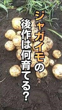 【家庭菜園】ジャガイモ後におすすめの野菜 _#家庭菜園 #shorts #ガーデニング
