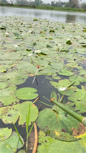 Best Float Hook Rod fishing Viral Video Idea #fish #fishing #floatfishing #shorts #viral