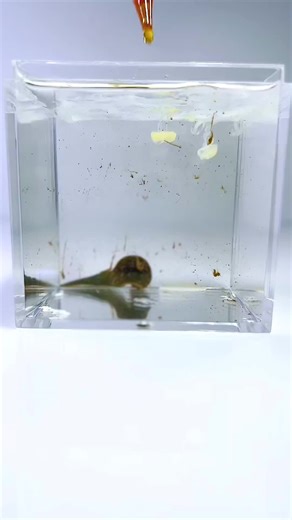 #usa🇺🇸 #fyp #mosquito #bee #leche | bee