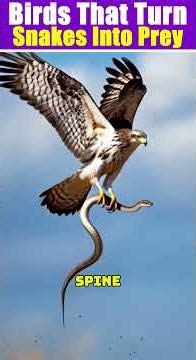 6 MOST Dangerous Birds for SNAKES — Natural Snake Killers You Didn’t Expect 😳🐍🦅