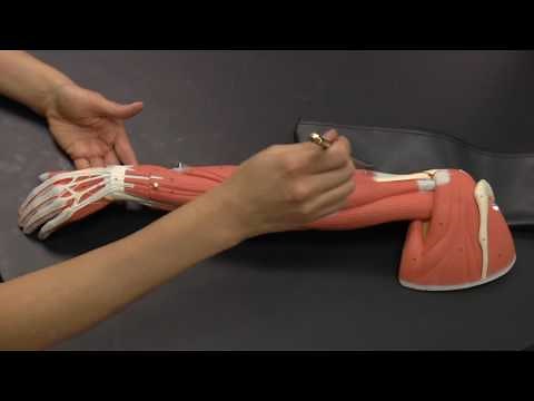 Arm Muscles Posterior
