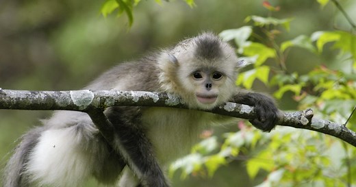 Saving the Yunnan Golden Monkey