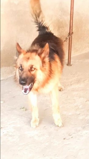 agressive german shepherd dog barking video loudly #germanshepherd #dogsound #shorts #dogvideos