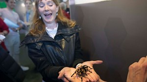Peur des araignées : une phobie de plus en plus répandue ? - RTBF Actus