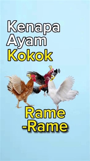 Kenapa Ayam Berkokoknya Rame-Rame?🤔🐓🐓🐓