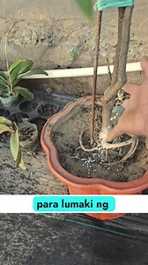 Tips sa pag-aalaga ng Lemon 🍋 | Halaman Kaalaman