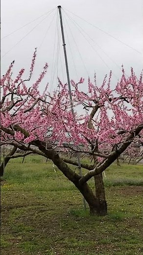 桜より綺麗かも？山梨に実在する「桃源郷」が絶景すぎた🍑🌸 2026年4月4日