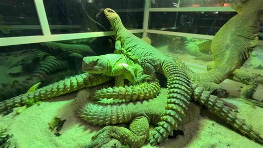 World’s largest uromastyx appears on camera after a 20-year absence