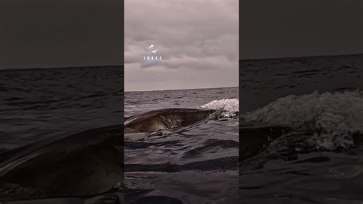 Great white shark hunting birds from below