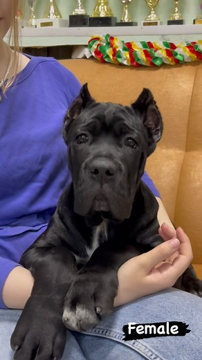 Cane Corso dogs and puppies on Instagram: "Kennel APRIORI BEST. Female 3 months. #canecorso #canecorsolovers #canecorsopuppy #canecorsobreeders #canecorsolove #canecorsoclub #canecorsogram #canecorsolover #canecorsomania #canecorsopuppies #canecorsos #canecorsopuppys #aprioribest #canecorsoofinstagram #canecorsousa #canecorsouk #canecorsoeurope #canecorsoitaliano #pupies #канекорсо #канекорсощенки #щенкиканекорсо #канекорсоклуб #канекорсомосква"