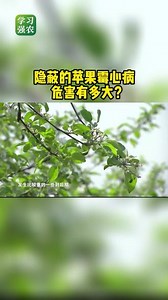 隐蔽的苹果霉心病，危害有多大？ #苹果霉心病 #农业 #来抖音学农技 @DOU 小助手
