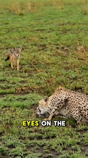 Smart Jackal Outsmarts Cheetah for a Meal