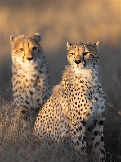 Cheetahs Taking a Swim: A Surprise Safari Moment