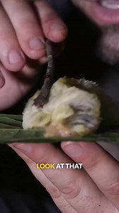Furry caterpillar has tiny legs! #learnfromme #howcool #caterpillar #coyotepeterson | Coyote Peterson