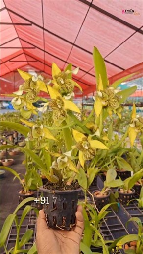 Ready to Flower Size – Dendrobium Macrophyllum × Spectabilis