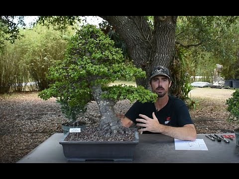 Beginner Bonsai Tips