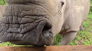 HESC guide Will managed to film the rhinos in a more energetic mood. As usual, Esmé makes sure that she is noticed. | Wildlife Conservation Trust