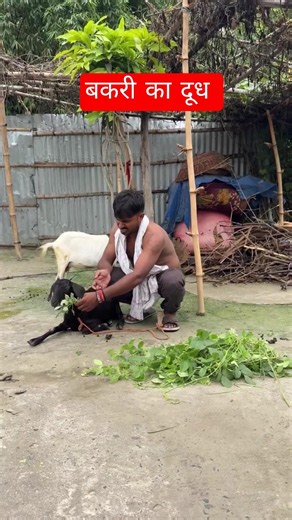 Goat milk 🤣 new Shashi Yadav comedy video | Mani Meraj Comedy Videos #befunnynow #comedy #funny