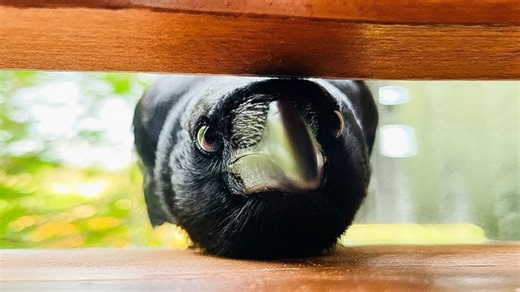 Wild crow became best friends with a dog and cat - then she disappeared