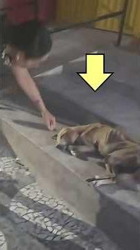 After Years of Wandering this Elderly Dog Finally Slept in Safety Before Goodbye